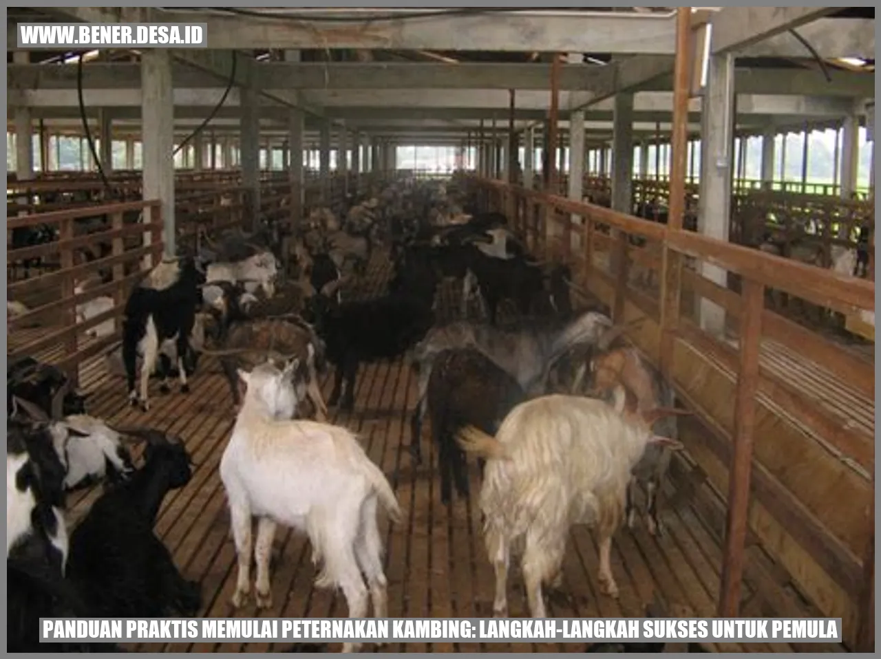 Panduan Praktis Memulai Peternakan Kambing Langkah Langkah Sukses