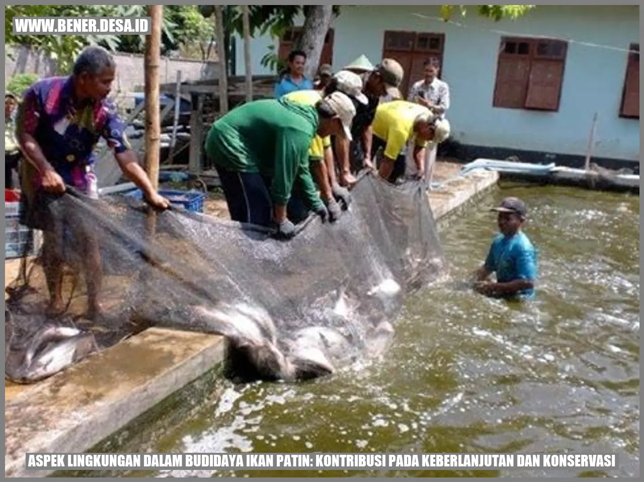 Aspek Lingkungan dalam Budidaya Ikan Patin: Kontribusi pada Keberlanjutan dan Konservasi