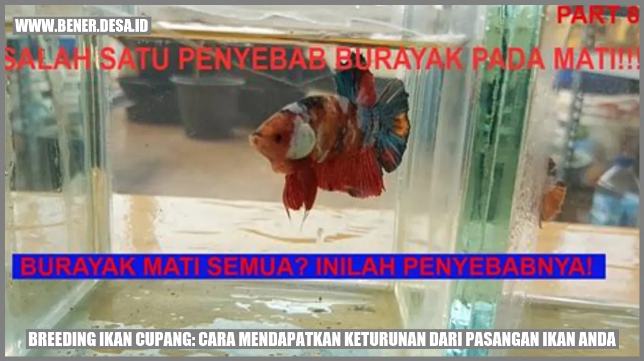 Breeding Ikan Cupang: Cara Mendapatkan Keturunan dari Pasangan Ikan Anda