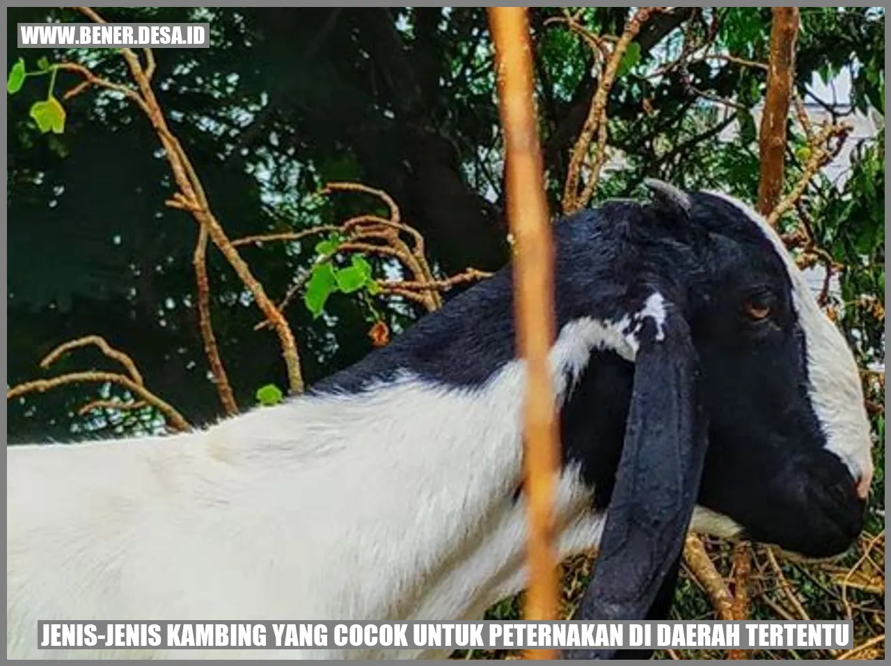 Jenis Kambing Boer