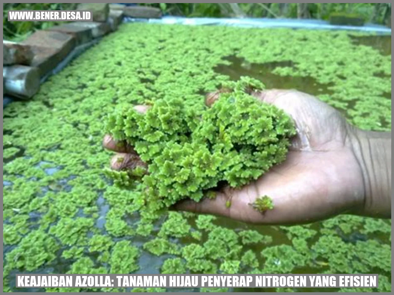 Azolla - Tanaman Hijau Penyerap Nitrogen yang Efisien