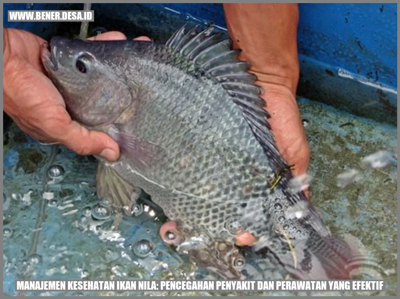 Gambar Ikan Nila