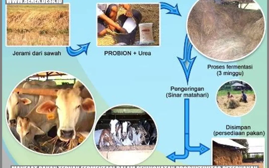 Manfaat Pakan Ternak Fermentasi dalam Peningkatan Produktivitas Peternakan