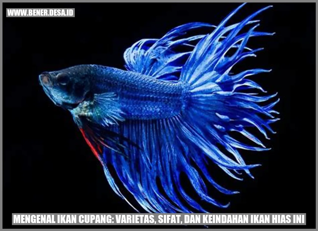 Mengenal Ikan Cupang: Varietas, Sifat, dan Keindahan Ikan Hias Ini