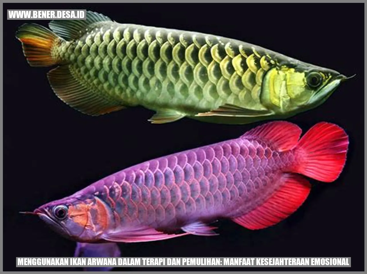 Menggunakan Ikan Arwana dalam Terapi dan Pemulihan: Manfaat Kesejahteraan Emosional