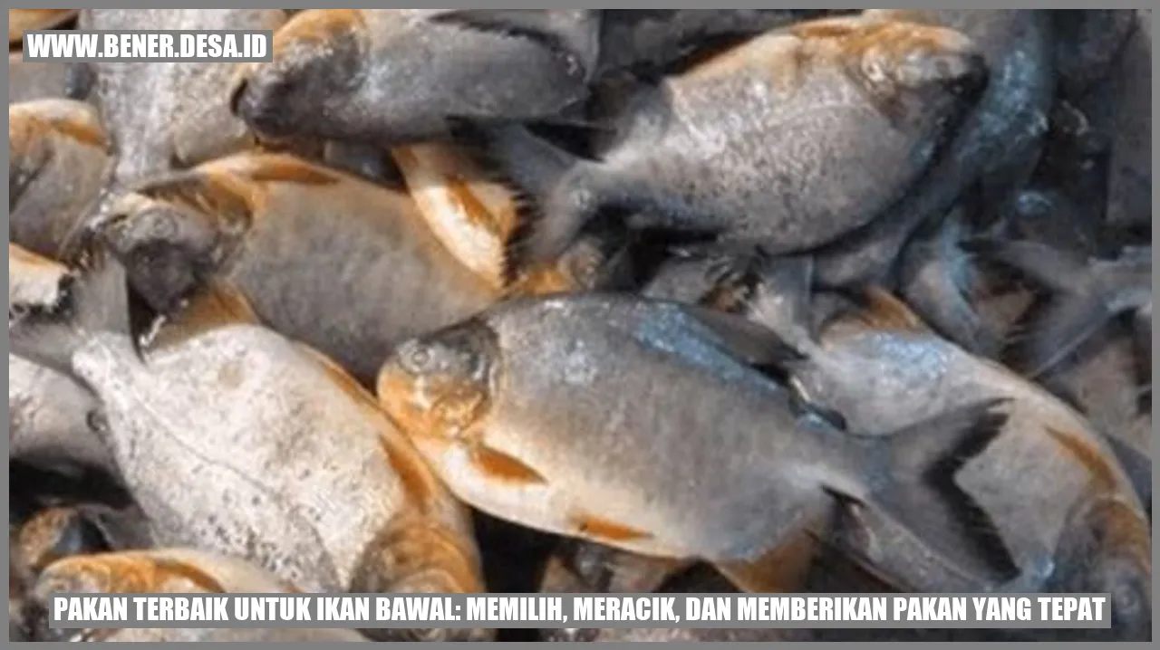 Pakan Terbaik untuk Ikan Bawal: Memilih, Meracik, dan Memberikan Pakan yang Tepat