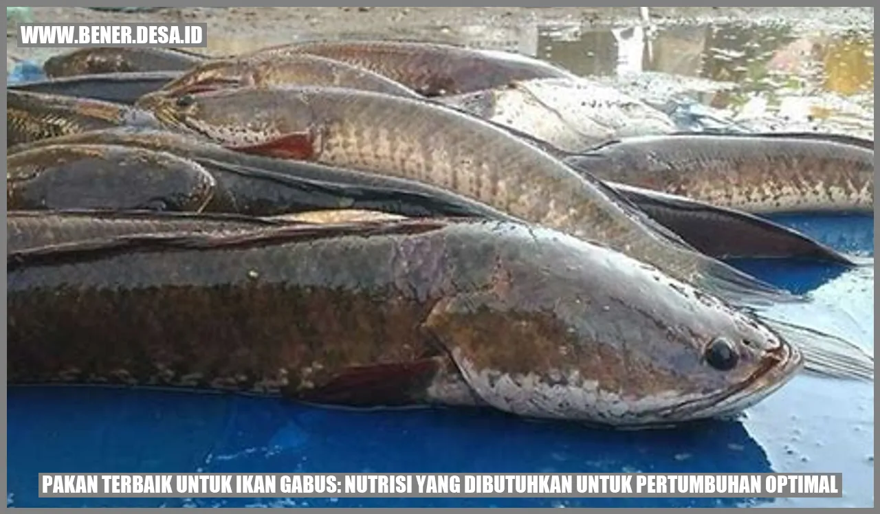 Ikan Gabus