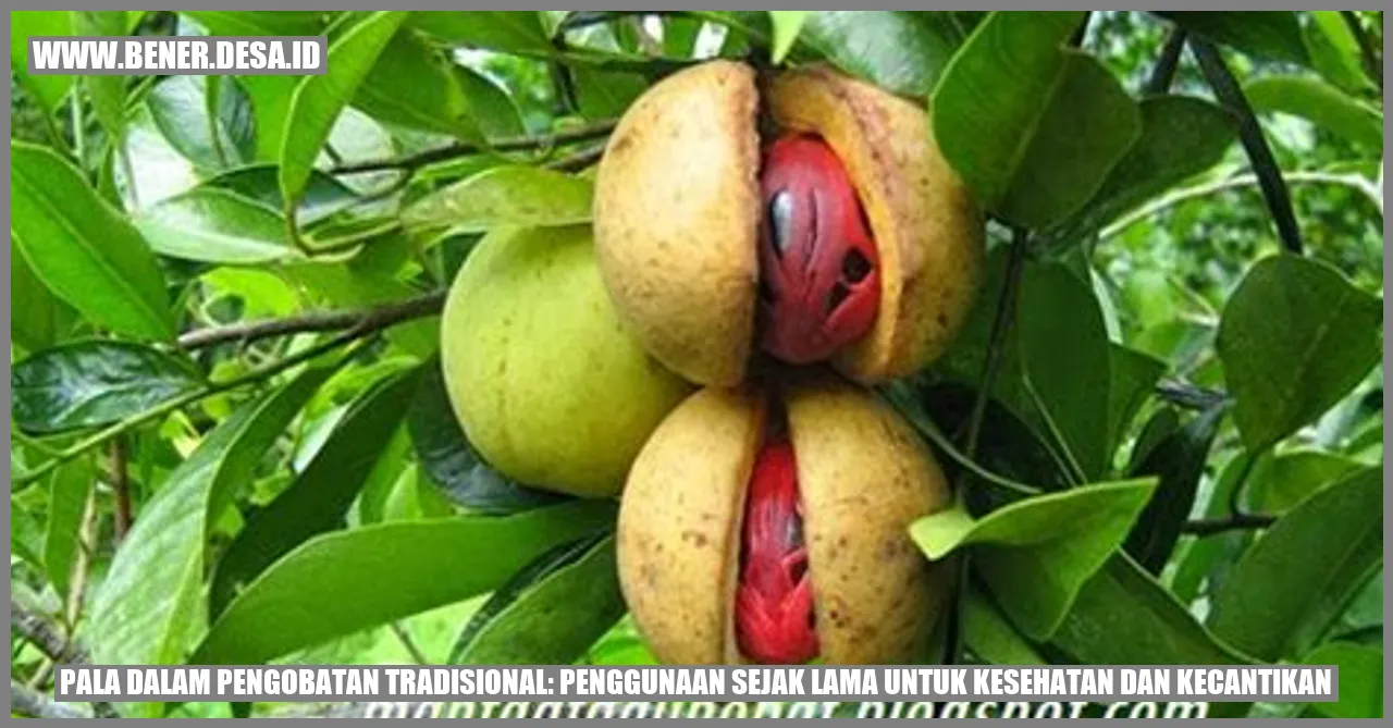 Gambar Pala dalam Pengobatan Tradisional