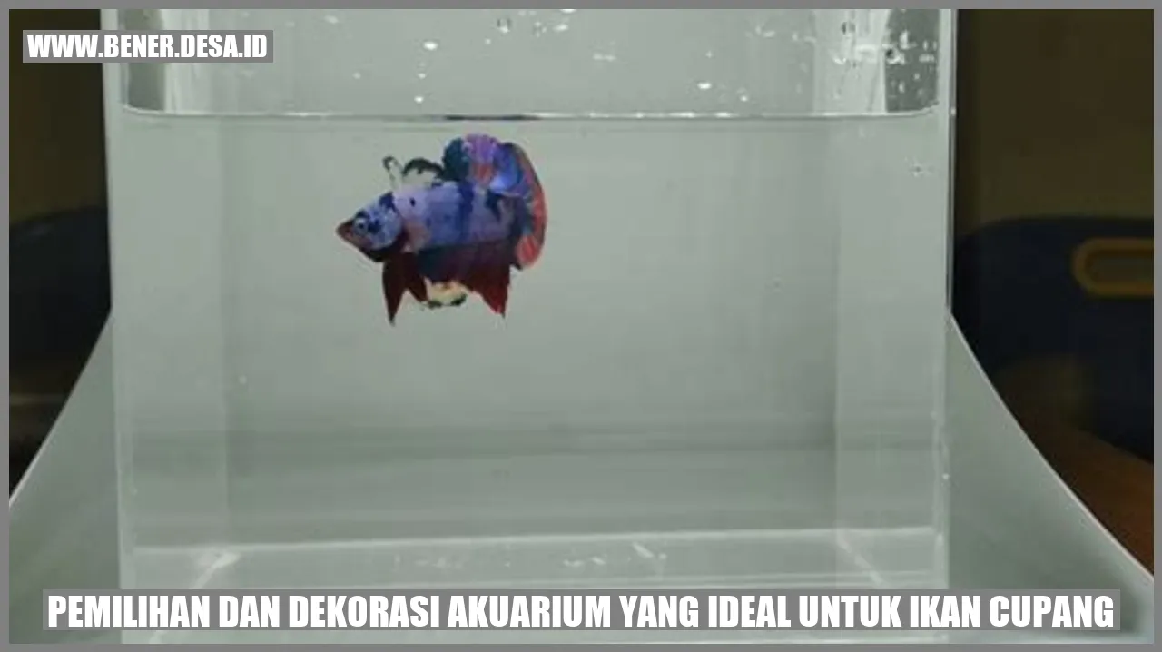 Pemilihan dan Dekorasi Akuarium yang Ideal untuk Ikan Cupang