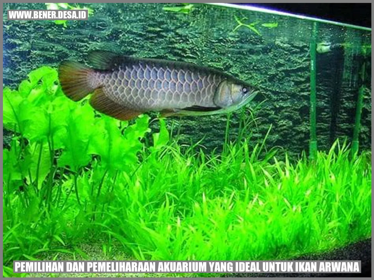 Pemilihan Dan Pemeliharaan Akuarium Yang Ideal Untuk Ikan Arwana