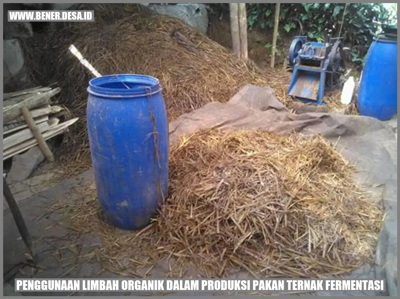 Pemanfaatan Limbah Organik untuk Pakan Ternak Fermentasi