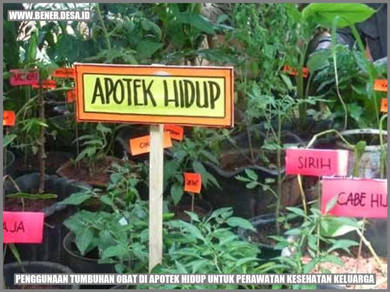 Tumbuhan Obat di Apotek Hidup