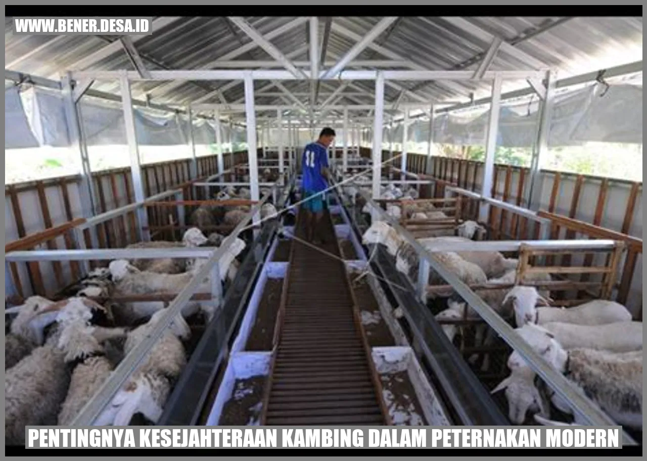 Gambar Kambing