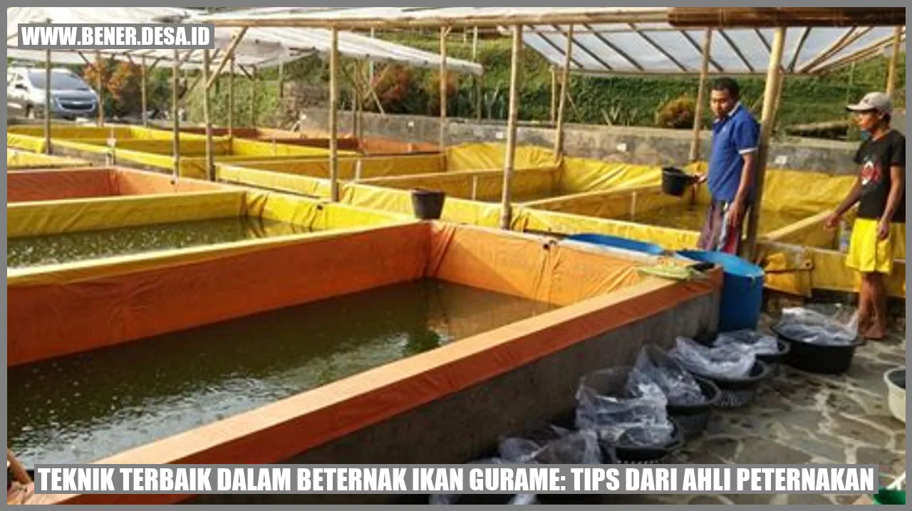 Teknik Terbaik dalam Beternak Ikan Gurame: Tips dari Ahli Peternakan