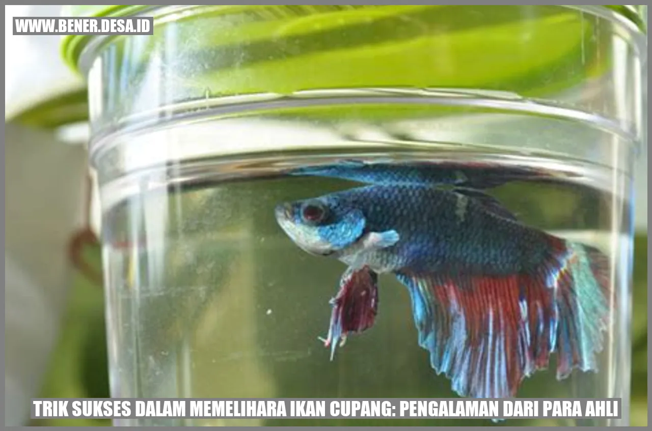 Ikan Cupang